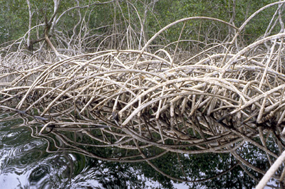 Mangroves