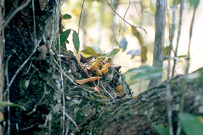 Epiphytic orchid