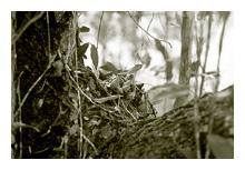 Epiphytic orchid