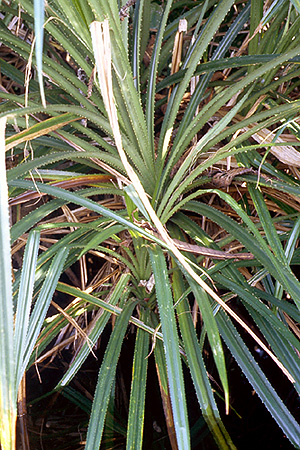 Spiny pandanus plant