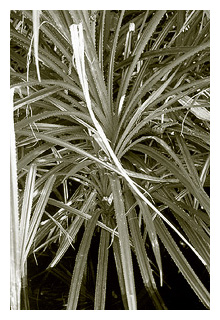 Spiny pandanus plant