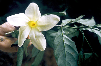 Crioceras flower