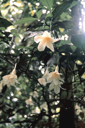 Crioceras flower