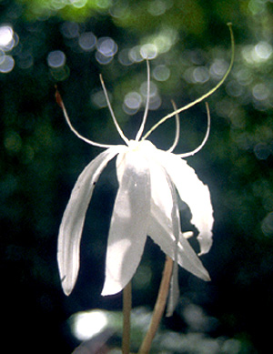 Crinum natans flower