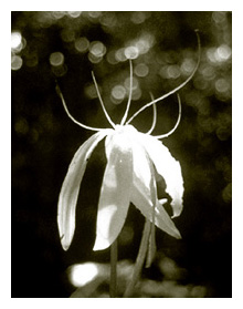 Crinum natans flower