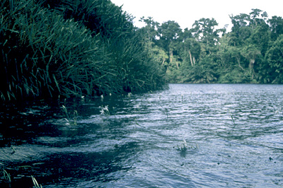 Crinum natans along stream