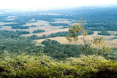 Savannas and forest