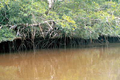 Mangroves