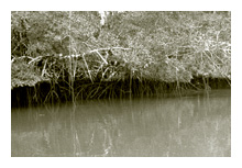 Mangroves