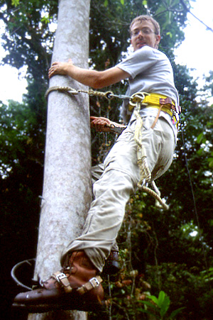 Collecting in the canopy