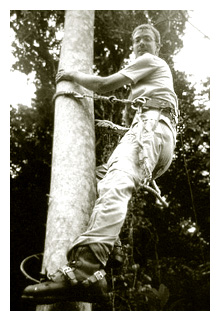 Collecting in the canopy