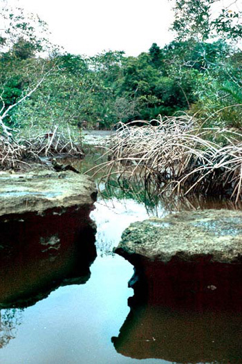 Mangrove flats