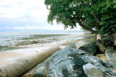 Logging remnants