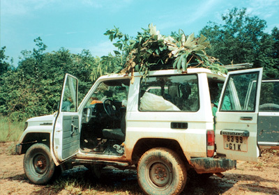 Protected plants