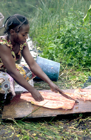 Preparing fish