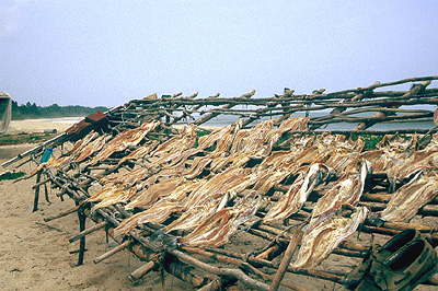 Drying fish