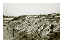 Drying fish