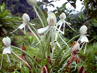 Orchids