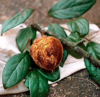 Persimmon fruit