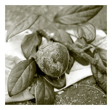 Persimmon fruit