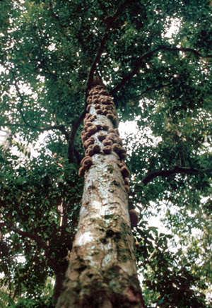 Sapotaceae tree with fruit