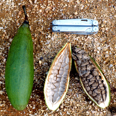 Kapok fruit