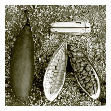 Kapok fruit