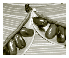 Legume seeds