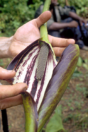 Aroid inflorescence