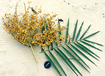 Beach palm