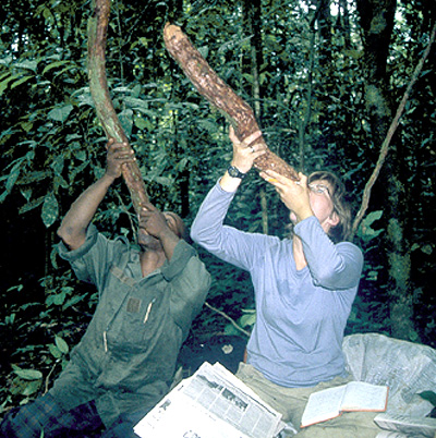 Drinking from water lianas