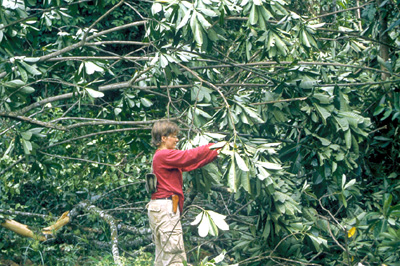 Collecting medicinal plants