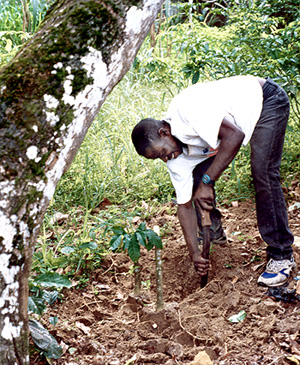 Harvesting iboga