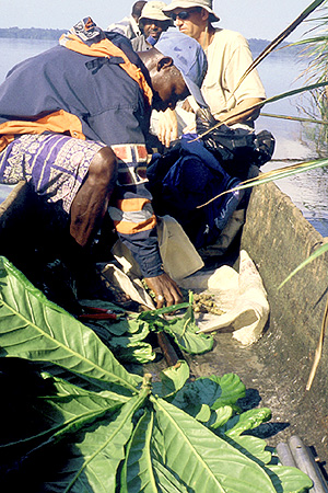 Collecting plants from pirogue