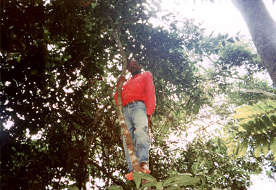 Collecting in the canopy