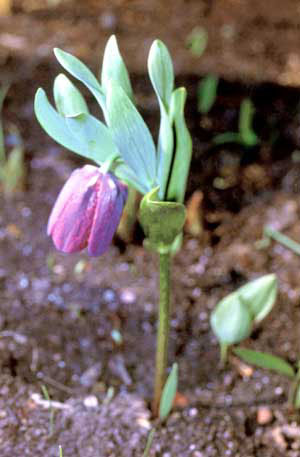 Fritillaria latifolia
