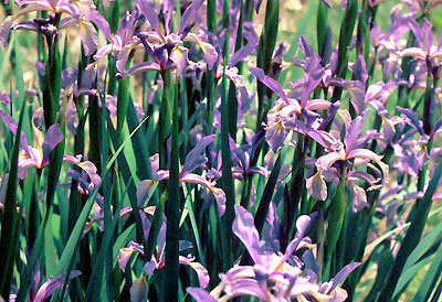Iris carthalinica