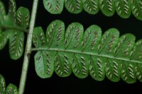 Allantodia hachijoensis (Woodsiaceae)