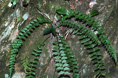 Asplenium crinicaule (Aspleniaceae)