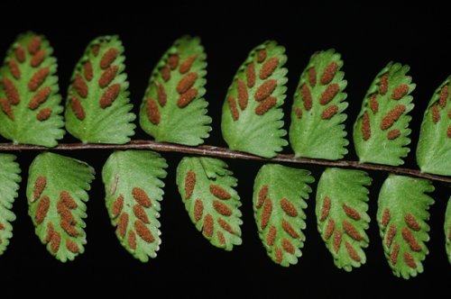 Asplenium tripteropus (Aspleniaceae)