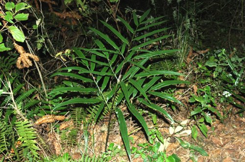 Coniogramme japonica (Pteridaceae)
