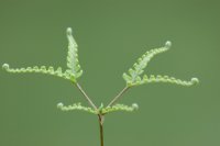 Dicranopteris pedata (Gleicheniaceae)
