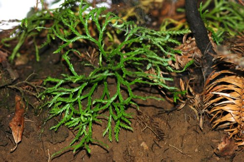Diphasiastrum complanatum (Lycopodiaceae)