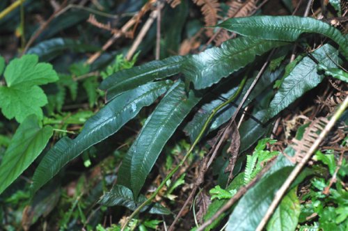 Diplazium subsinuatum (Woodsiaceae)