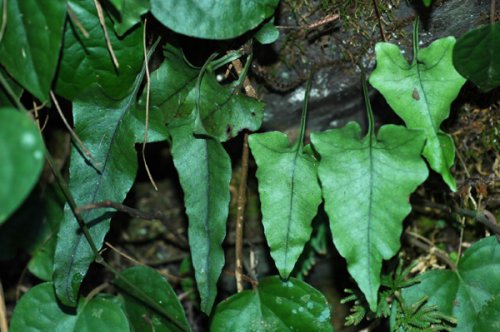 Lepidomicrosorum hederaceum (Polypodiaceae)