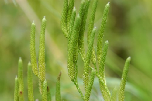 Lycopodium japonicum (Lycopodiaceae)