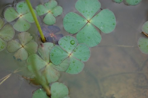 Marsilea quadrifolia (Marsileaceae)