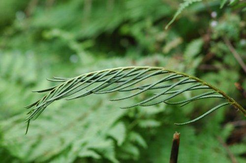 Matteuccia orientalis (Onocleaceae)