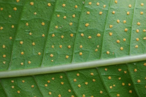 Microsorum membranaceum (Polypodiaceae)