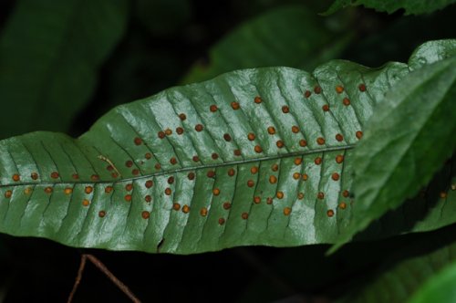 Neolepisorus ovatus (Polypodiaceae)